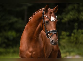 Westfale, Wallach, 4 Jahre, 168 cm, Fuchs
