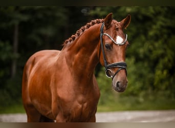 Westfale, Wallach, 4 Jahre, 168 cm, Fuchs