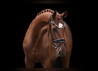 Westfale, Wallach, 4 Jahre, 168 cm, Fuchs