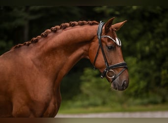 Westfale, Wallach, 4 Jahre, 168 cm, Fuchs