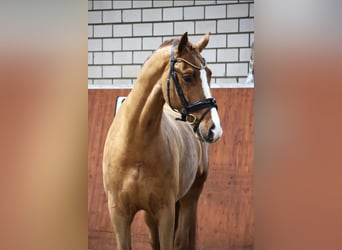 Westfale, Wallach, 4 Jahre, 168 cm, Fuchs