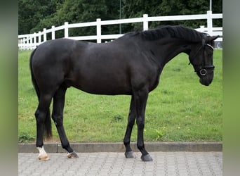 Westfale, Wallach, 4 Jahre, 168 cm, Rappe