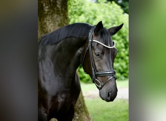 Westfale, Wallach, 4 Jahre, 168 cm, Rappe