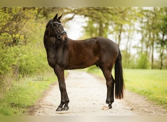 Westfale, Wallach, 4 Jahre, 168 cm, Rappe