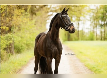 Westfale, Wallach, 4 Jahre, 168 cm, Rappe