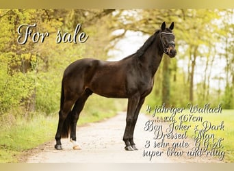 Westfale, Wallach, 4 Jahre, 168 cm, Rappe