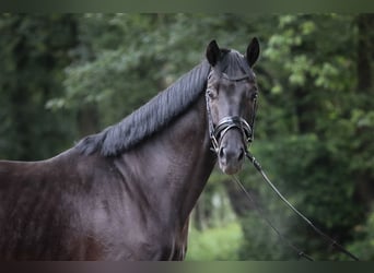 Westfale, Wallach, 4 Jahre, 168 cm, Rappe