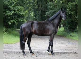 Westfale, Wallach, 4 Jahre, 168 cm, Rappe