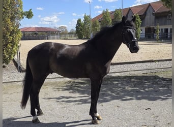 Westfale, Wallach, 4 Jahre, 168 cm, Rappe