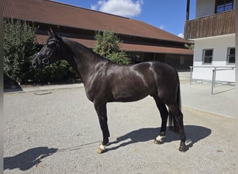 Westfale, Wallach, 4 Jahre, 168 cm, Rappe