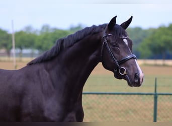 Westfale, Wallach, 4 Jahre, 168 cm, Rappe