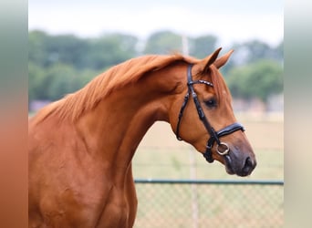 Westfale, Wallach, 4 Jahre, 168 cm, Rappe