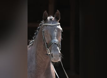 Westfale, Wallach, 4 Jahre, 168 cm, Schwarzbrauner