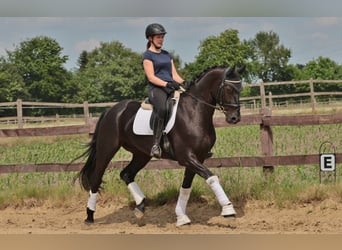 Westfale, Wallach, 4 Jahre, 168 cm, Schwarzbrauner