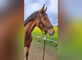 Westfale, Wallach, 4 Jahre, 169 cm, Brauner