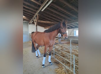 Westfale, Wallach, 4 Jahre, 169 cm, Brauner