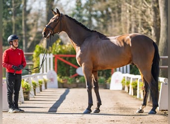 Westfale, Wallach, 4 Jahre, 169 cm, Brauner