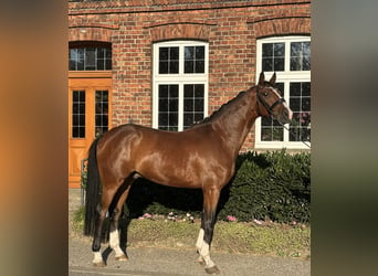 Westfale, Wallach, 4 Jahre, 169 cm, Brauner