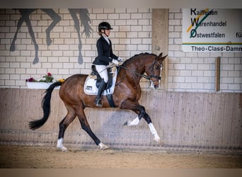 Westfale, Wallach, 4 Jahre, 169 cm, Brauner