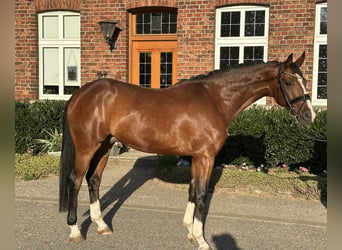 Westfale, Wallach, 4 Jahre, 169 cm, Brauner