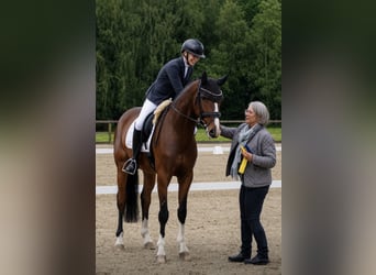 Westfale, Wallach, 4 Jahre, 169 cm, Brauner