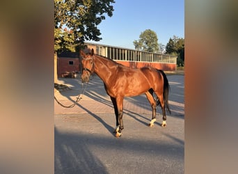 Westfale, Wallach, 4 Jahre, 169 cm, Brauner