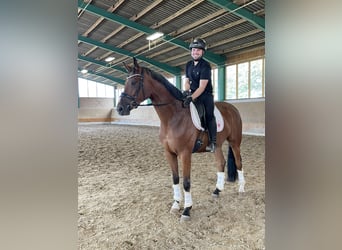 Westfale, Wallach, 4 Jahre, 169 cm, Brauner