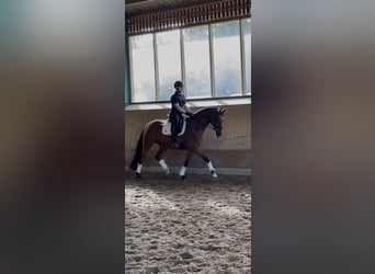 Westfale, Wallach, 4 Jahre, 169 cm, Brauner