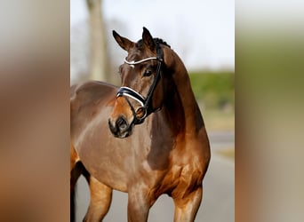 Westfale, Wallach, 4 Jahre, 169 cm, Dunkelbrauner