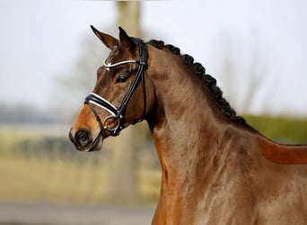 Westfale, Wallach, 4 Jahre, 169 cm, Dunkelbrauner