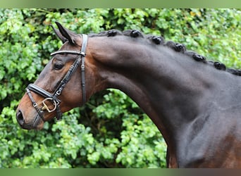 Westfale, Wallach, 4 Jahre, 169 cm, Dunkelbrauner