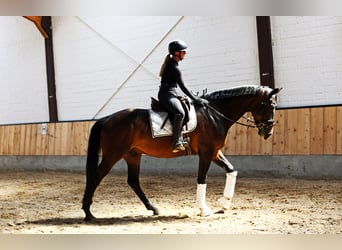Westfale, Wallach, 4 Jahre, 169 cm, Dunkelbrauner