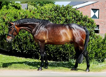 Westfale, Wallach, 4 Jahre, 169 cm, Dunkelbrauner