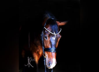 Westfale, Wallach, 4 Jahre, 169 cm, Dunkelbrauner