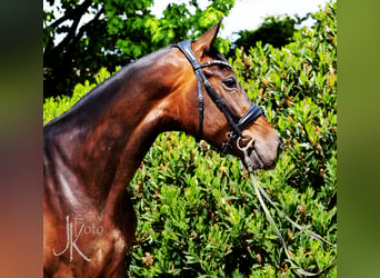 Westfale, Wallach, 4 Jahre, 169 cm, Dunkelbrauner