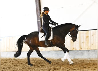 Westfale, Wallach, 4 Jahre, 169 cm, Dunkelbrauner
