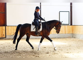 Westfale, Wallach, 4 Jahre, 169 cm, Dunkelbrauner