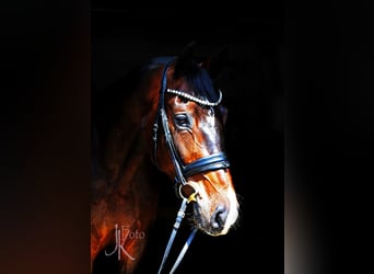 Westfale, Wallach, 4 Jahre, 169 cm, Dunkelbrauner