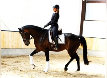Westfale, Wallach, 4 Jahre, 169 cm, Dunkelbrauner