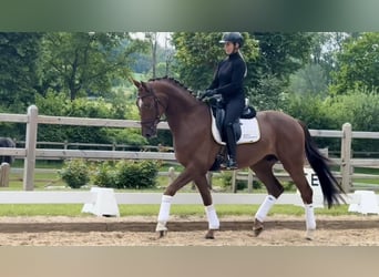 Westfale, Wallach, 4 Jahre, 169 cm, Fuchs