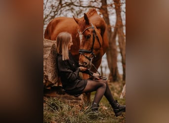 Westfale, Wallach, 4 Jahre, 169 cm, Fuchs