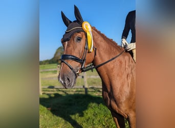 Westfale, Wallach, 4 Jahre, 169 cm, Fuchs