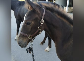 Westfale, Wallach, 4 Jahre, 169 cm, Fuchs
