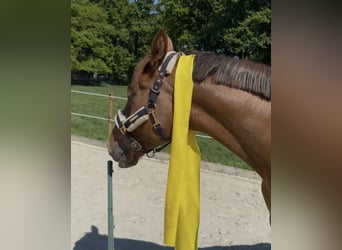 Westfale, Wallach, 4 Jahre, 169 cm, Fuchs