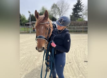 Westfale, Wallach, 4 Jahre, 169 cm, Fuchs