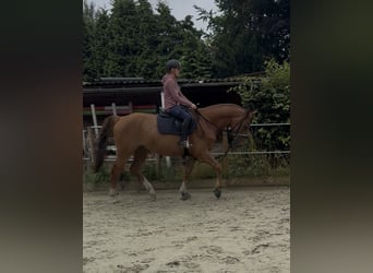 Westfale, Wallach, 4 Jahre, 169 cm, Fuchs