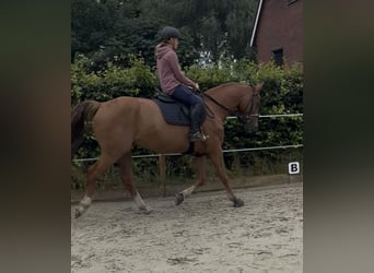 Westfale, Wallach, 4 Jahre, 169 cm, Fuchs