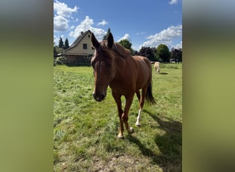 Westfale, Wallach, 4 Jahre, 169 cm, Fuchs