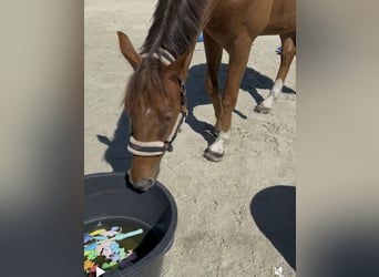 Westfale, Wallach, 4 Jahre, 169 cm, Fuchs