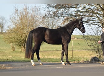 Westfale, Wallach, 4 Jahre, 169 cm, Rappe